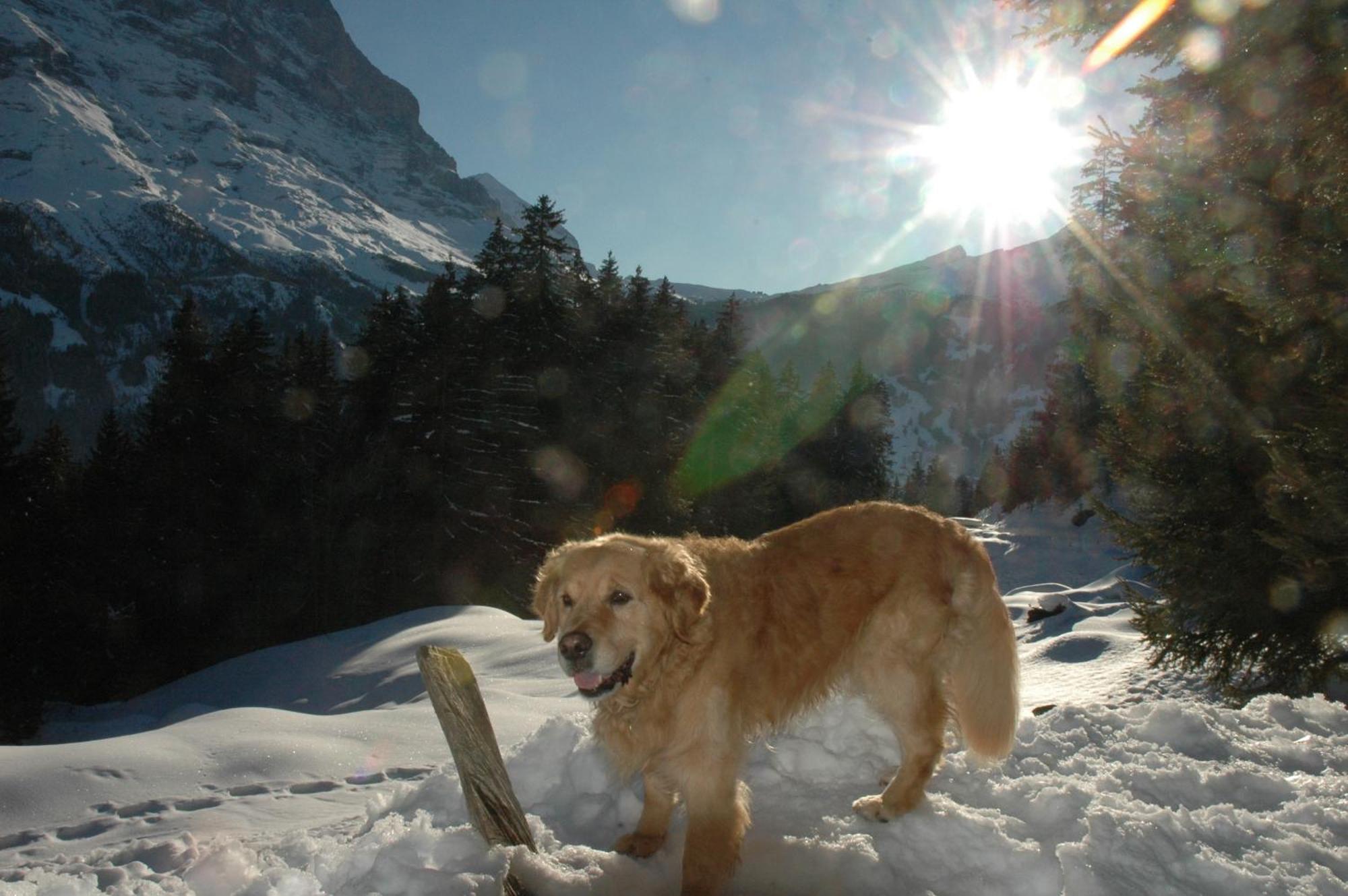 Alpenhof Hotel Grindelwald Ngoại thất bức ảnh